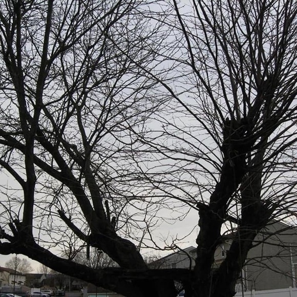 Canon Silver PowerShot A570 IS Digital Camera - Picture 5 of 7